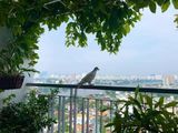 Chính Chủ Cần Cho Thuê Gấp Căn 2Pn-Opalriverside 71M2-12Tr/th-Nt Full-View Đẹp Kinh Khủng-0909804486