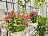 Chính Chủ Bán Nhà Mới Xây Tuyệt Đẹp Hẻm xe hơi 1135 Huỳnh tấn phát, Diện tích 25m2, Tặng Nội thất ,1.55 Tỷ