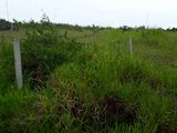 Chính Chủ Cần Bán Đất Mặt Tiền Trần Nhật Duật, Phường 2, Tp Bảo Lộc