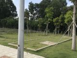 Đất Mặt Tiền Trần Văn Giàu,64M2,shr.giá Rẻ.