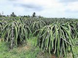 Bán Lô Đất Hai Mặt Tiền 2044M2 Tại Hàm Mỹ, Tp. Phan Thiết
