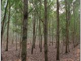 Hàng Gọp Giá Rẻ Khu Vực Xã Tiến Thành Tp Phan Thiêt ,bình Thuận