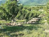 Bán Nhà Vườn Xã Ninh Thượng Tx Ninh Hòa Khánh Hòa