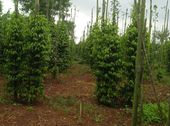 Cần Sang Nhượng 28000M2 Đất Trang Trại Tại Xã Tân Lâm, Huyện Xuyên Mộc, Tỉnh Bà Rịa Vũng Tàu