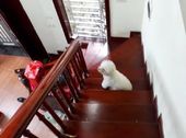 Bán Nhà Phố Hào Nam, 38M2 Giá 3.75 Tỷ