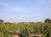 Bán Nhanh Giá Rẻ 3628M2 Đất Thổ Cư Long An, Trồng Thanh Long, Làm Nhà Xưởng, Biệt Thự Vườn