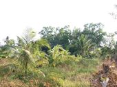 Bán Nhanh Giá Rẻ 3628M2 Đất Thổ Cư Long An, Trồng Thanh Long, Làm Nhà Xưởng, Biệt Thự Vườn