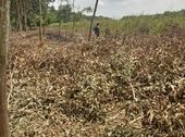 Đang Cần Bán 2 Mẫu Đất Ngay Hồ Sinh Thái Châu Pha