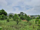 Tớ Bán Gấp S2450, 300M2 Tc Để Lấy Tiền Cưới Vợ, Sinh Con  . Giá Chỉ 1,x Tỷ.