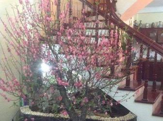 Bán Nhà Hồng Mai, Hai Bà Trưng, 30Mx 4T, K/doanh Siêu Khủng