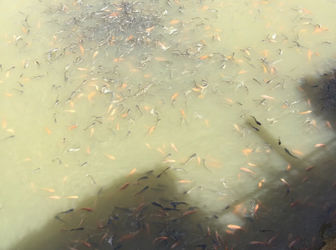 Bán Quán Ăn Kèm Câu Cá Giải Trí Ngay Thị Trấn Đức Hòa, Long An