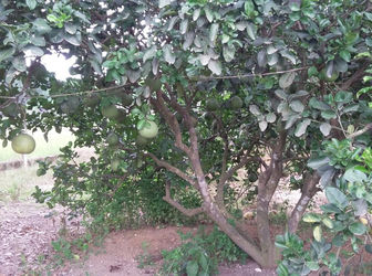 Cần Bán Đất Diện Tích Lớn Tại Xã Tân Bình , Vĩnh Cửu, Đồng Nai