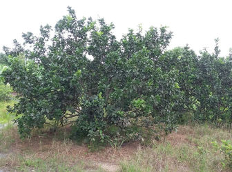 Cần Bán Đất Diện Tích Lớn Tại Xã Tân Bình , Vĩnh Cửu, Đồng Nai