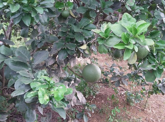 Cần Bán Đất Diện Tích Lớn Tại Xã Tân Bình , Vĩnh Cửu, Đồng Nai