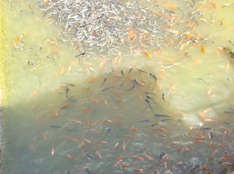 Bán Nhà Và Đất Kinh Doanh Khu Sinh Thái Câu Cá Giải Trí