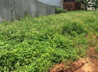 Bán Bất Động Sản - Đất Thổ Cư