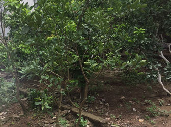 Bán Mảnh Đất Tại Tổ 13 Phường Yên Nghĩa , Quận Hà Đông 33.5m2 – 24tr/M2 - 0902.900.884