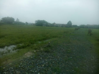 Bán Đất Bình Tiền Đức Hòa Long An Giá Rẻ, Chính Chủ Nhượng Lại 240 Triệu