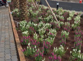 Đất Phú Xuân, Nhà Bè, 80M2 Giá 1.7 Tỷ, Sổ Hồng Riêng, Tp. Hcm, 80M2, Thổ Cư 100%