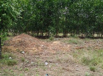 Đất Đường 7B Tái Định Cư Định Hòa, Phường Hòa Phú TP.Thủ Dầu Một Bình Dương