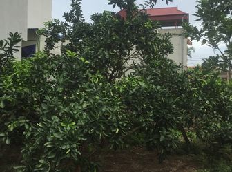 Bán Đất Tổ 1-Yên Nghĩa-Hà Đông- 57m2- Ngõ Rộng 3m-19tr/M2