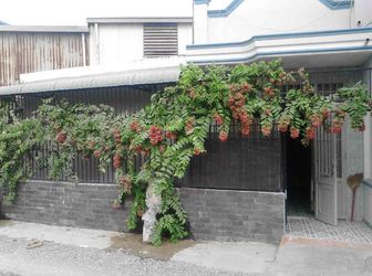 Nhà Đẹp Đường 8M Cạnh Chợ Hóc Môn Chỉ 750Tr