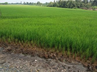 Có 2 Lô Đất Nông Nghiệp Rẻ Nhất Hóc Môn Chỉ 450K/m2