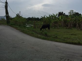 Cần Tiền Bán Gấp 1725 M2 Đường Tân Liểu, Hưng Long, Bình Chánh. Giá 3.5 Tr/ M2