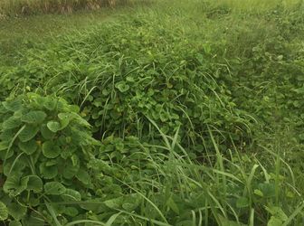 3074 M2 Đường Ô Tô Hưng Long, Bình Chánh Giá 1.5 Tr/ M2.