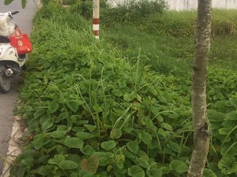 3074 M2 Đường Ô Tô Hưng Long, Bình Chánh Giá 1.5 Tr/ M2.