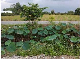 Bán Đất Thổ Cư Cần Giuộc Đường Nhựa Mỹ Lộc Phước Hậu Dt 5x28 Giá 650 Triệu