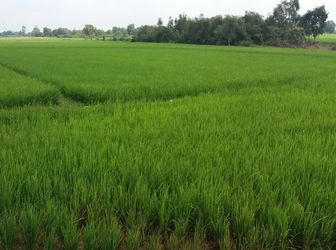 Bán Đất Nông Nghiệp Huyện Hóc Môn Giá Chỉ 450K/m2