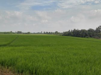 Bán Đất Nông Nghiệp Huyện Hóc Môn Giá Chỉ 450K/m2