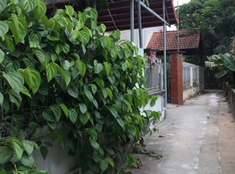 Bán 37M2 Đất Thôn Đại Tự, Kim Chung, 560 Triệu.