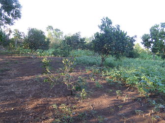 Đất Chính Chủ Cần Bán