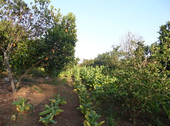 Đất Chính Chủ Cần Bán