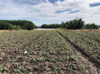 Đất Nền Nhơn Trạch Gần Quận 2, Chỉ 350 Triệu/1000M