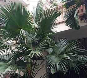 Cơ Hội Vàng Sở Hữu Biệt Thự Bán Đảo Linh Đàm, Lô Góc 3X90M2 Chỉ 10 Tỷ