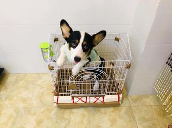 Nhà Mặt Phố Văn Cao, Ba Đình Kinh Doanh Khủng, Vỉa Hè Rộng, Có Sân Vườn, Gara Ô Tô