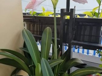 Vip Lô Góc, Hẻm Xe Hơi Huỳnh Văn Bánh Quận Phú Nhuận.