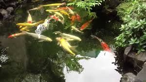 Siu Rẻ Biệt Thự Sân Vườn 374M2 ( Ngang 10M) Nhà 112M2 Giá 2,25 Tỷ