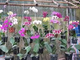 Siu Rẻ Biệt Thự Sân Vườn 374M2 ( Ngang 10M) Nhà 112M2 Giá 2,25 Tỷ