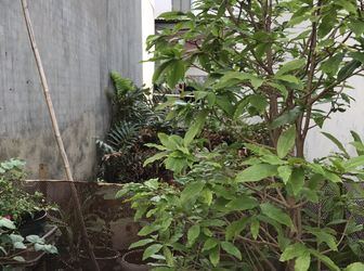 Bán Đất Hẻm 88 Nguyễn Văn Quỳ, Diện Tích 3X15M, Bớt Lộc!