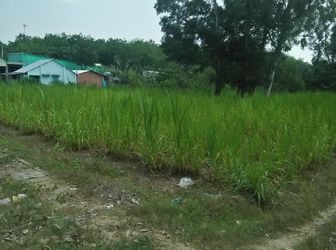 Đất Thổ Vườn Củ Chi 780M2 - Giá 1,3 Tỷ