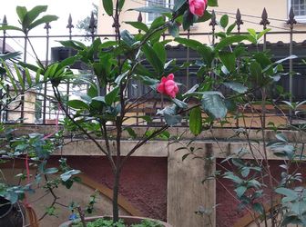 Chính Chủ Cần Bán Nhà Biệt Thự Tại Đặng Thai Mai - Tây Hồ - Hà Nội.