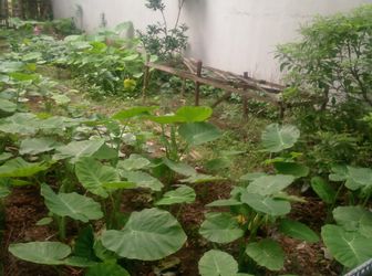 Bán Đất Ông Bà Để Lại Lĩnh Nam, 46 M2, Vuông Vắn Nở Hậu