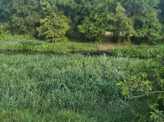 Bán Gấp Miếng Đất 260M2 Trong KCN Rạng Đông - Giá 1,9 Tỷ