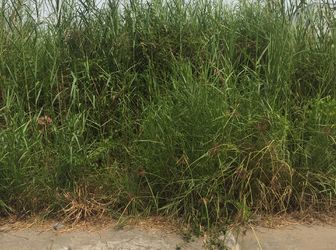 Kẹt Tiền Bán Gấp!!!100M2 Full Thổ Cư, Shr, Đường Xe Hơi, Lh 0817888118