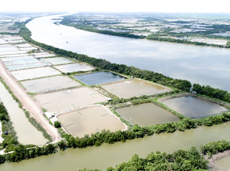 Chính Chủ Bán Gấp Đất Nuôi Trồng Thủy Sản Huyện Bình Đại, Tỉnh Bến Tre