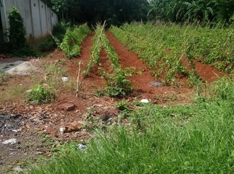 Bán Đất Dân Cư Nhà Vườn Khu Biệt Thự - Bà Rịa